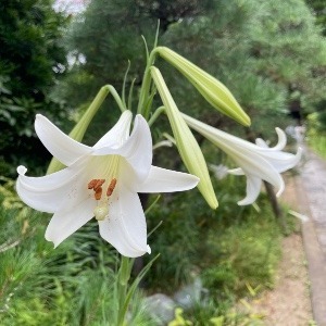 カラフルぷち事務局